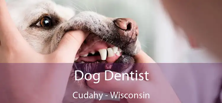 Dog Dentist Cudahy - Wisconsin