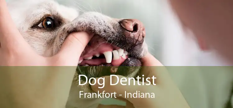 Dog Dentist Frankfort - Indiana