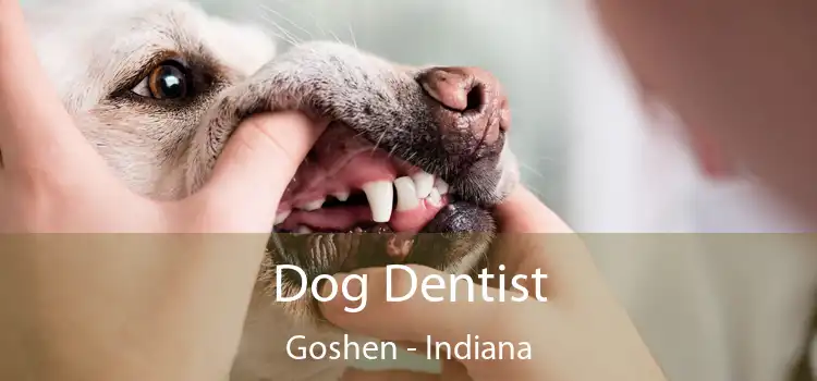 Dog Dentist Goshen - Indiana