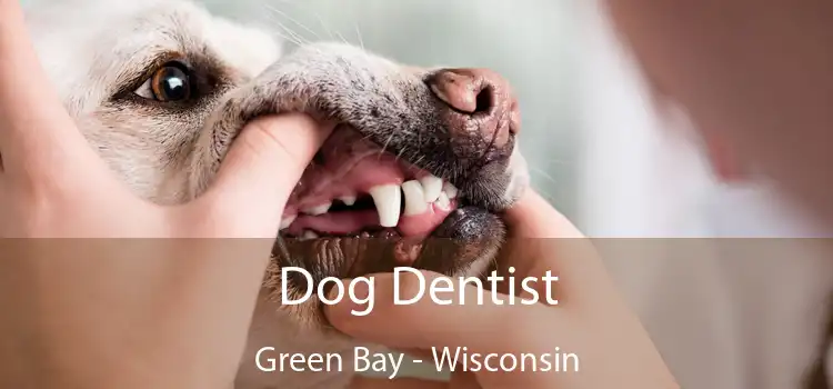 Dog Dentist Green Bay - Wisconsin