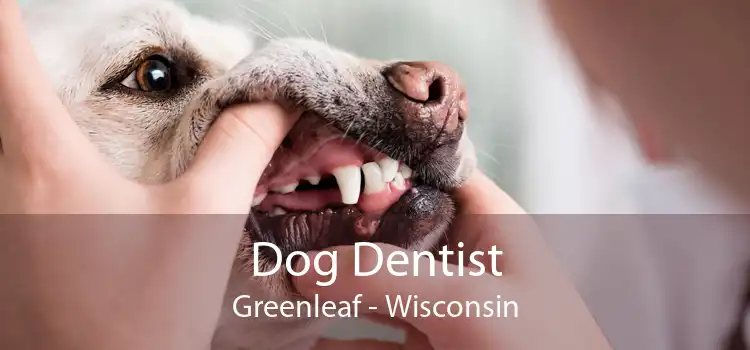 Dog Dentist Greenleaf - Wisconsin