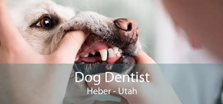 Dog Dentist Heber - Utah