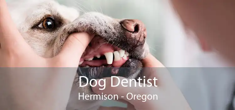 Dog Dentist Hermison - Oregon