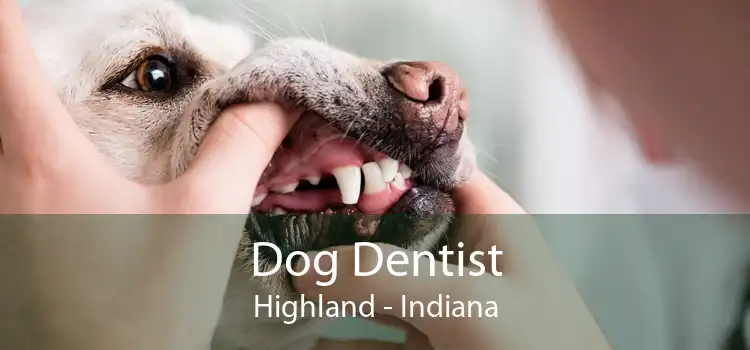 Dog Dentist Highland - Indiana