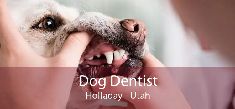Dog Dentist Holladay - Utah