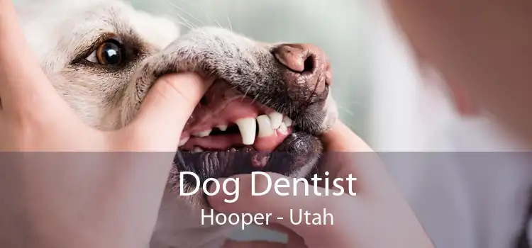 Dog Dentist Hooper - Utah