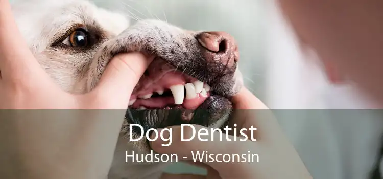 Dog Dentist Hudson - Wisconsin