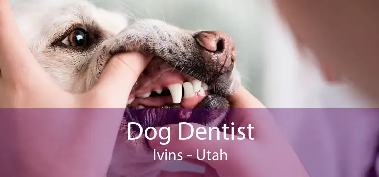 Dog Dentist Ivins - Utah