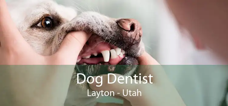 Dog Dentist Layton - Utah