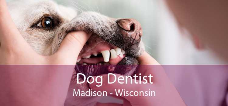 Dog Dentist Madison - Wisconsin