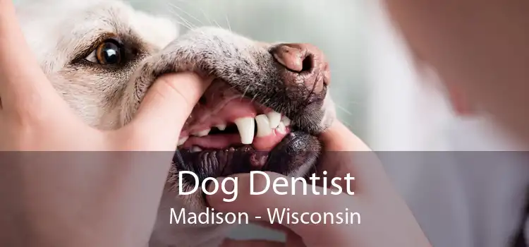 Dog Dentist Madison - Wisconsin