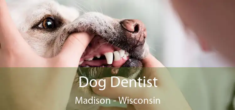 Dog Dentist Madison - Wisconsin