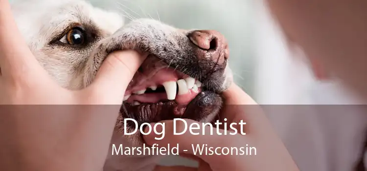 Dog Dentist Marshfield - Wisconsin