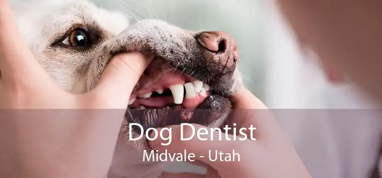 Dog Dentist Midvale - Utah