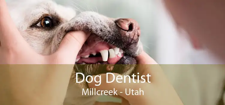 Dog Dentist Millcreek - Utah
