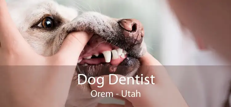 Dog Dentist Orem - Utah