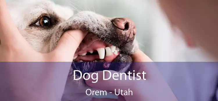 Dog Dentist Orem - Utah