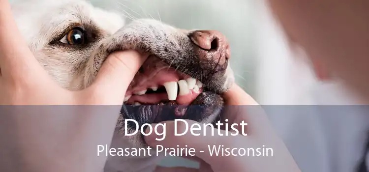 Dog Dentist Pleasant Prairie - Wisconsin