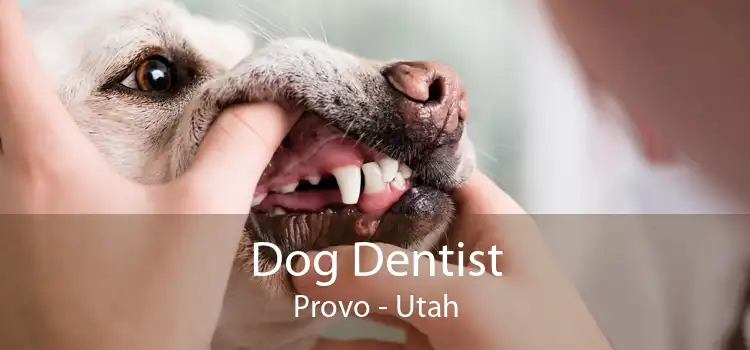 Dog Dentist Provo - Utah