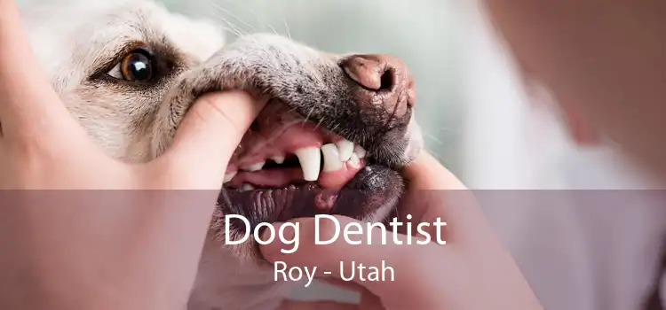 Dog Dentist Roy - Utah