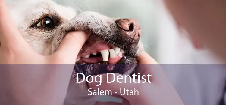 Dog Dentist Salem - Utah