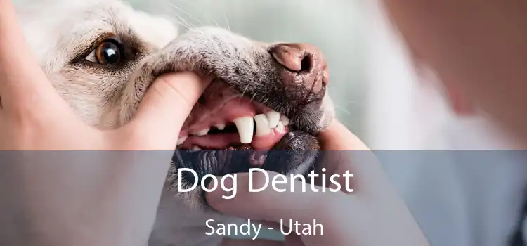Dog Dentist Sandy - Utah