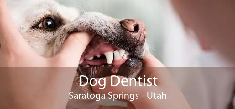 Dog Dentist Saratoga Springs - Utah