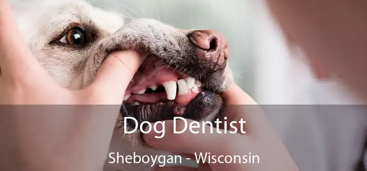 Dog Dentist Sheboygan - Wisconsin