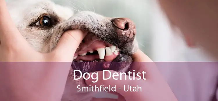 Dog Dentist Smithfield - Utah