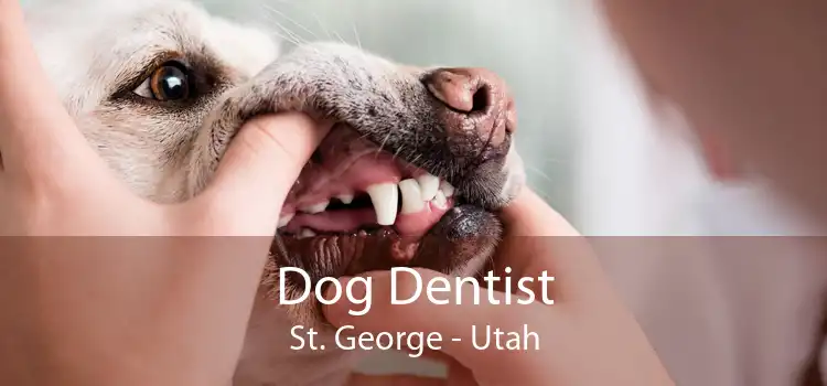 Dog Dentist St. George - Utah