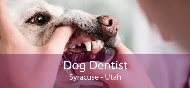 Dog Dentist Syracuse - Utah
