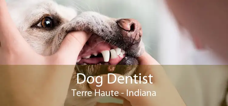 Dog Dentist Terre Haute - Indiana