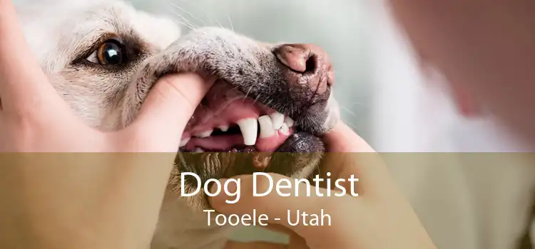 Dog Dentist Tooele - Utah