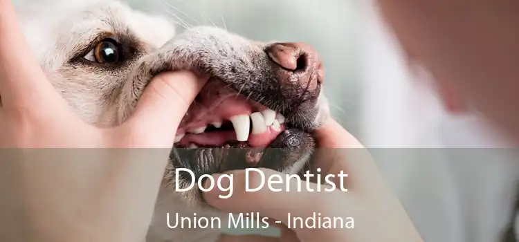 Dog Dentist Union Mills - Indiana