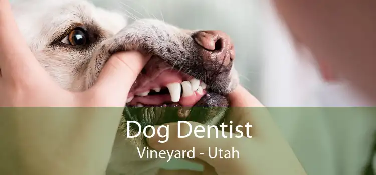 Dog Dentist Vineyard - Utah