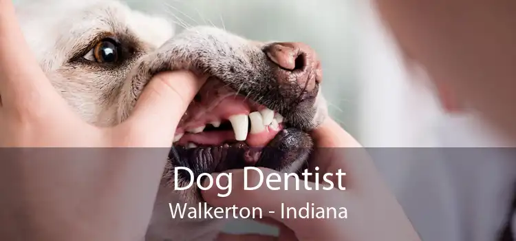 Dog Dentist Walkerton - Indiana