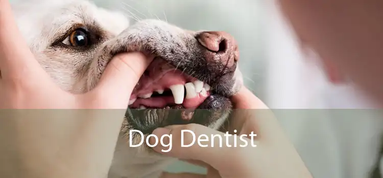 Dog Dentist