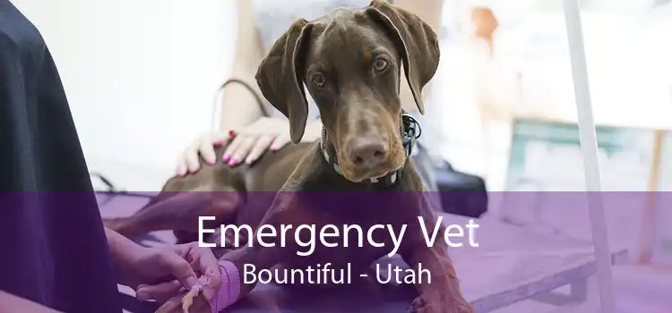 Emergency Vet Bountiful - Utah