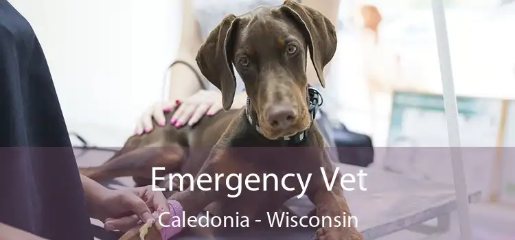 Emergency Vet Caledonia - Wisconsin