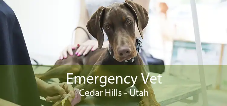 Emergency Vet Cedar Hills - Utah