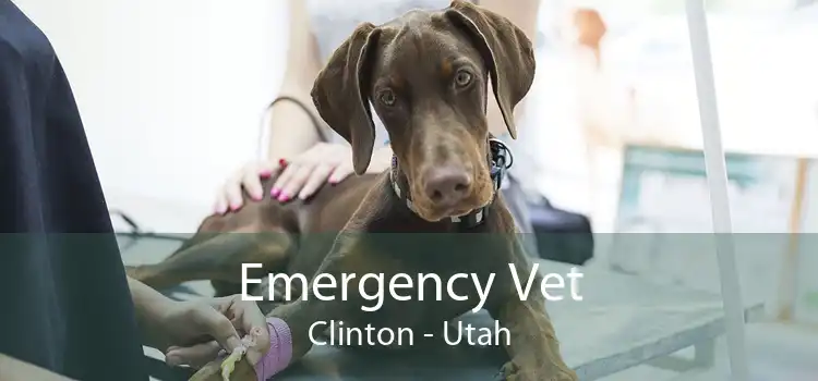 Emergency Vet Clinton - Utah