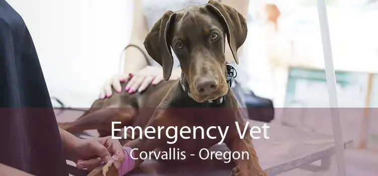 Emergency Vet Corvallis - Oregon