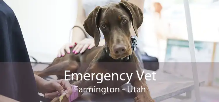 Emergency Vet Farmington - Utah