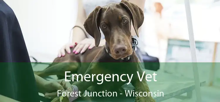 Emergency Vet Forest Junction - Wisconsin