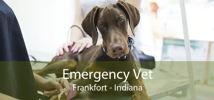 Emergency Vet Frankfort - Indiana