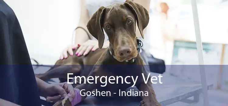 Emergency Vet Goshen - Indiana