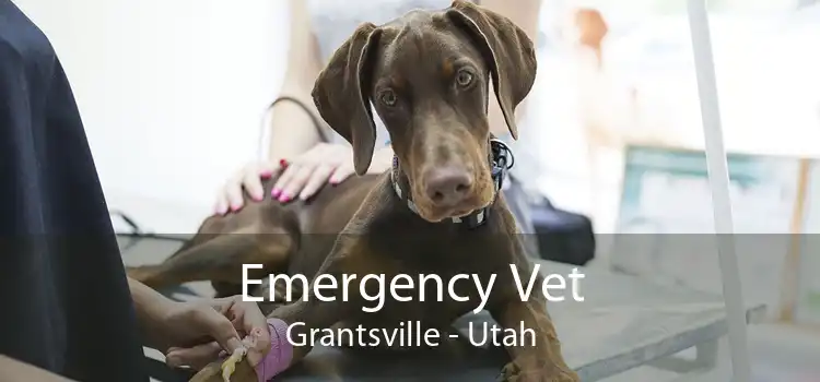Emergency Vet Grantsville - Utah