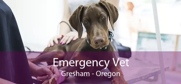 Emergency Vet Gresham - Oregon