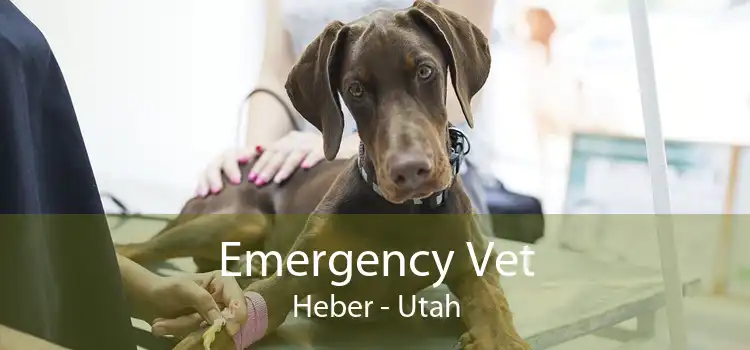 Emergency Vet Heber - Utah