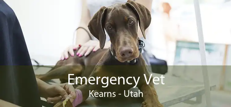 Emergency Vet Kearns - Utah